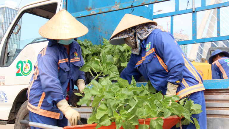 Hàng chục nghìn cây hoa hướng dương được công nhân lấy từ vườn ươm ra trồng ở khu vực sông Sài Gòn phía Khu đô thị mới Thủ Thiêm. Vị trí cánh đồng hoa hướng dương nằm ở phía sau đình thần An Khánh hướng ra sông Sài Gòn.