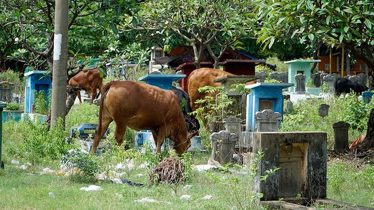 Nhiều vị trí bên trong nghĩa trang biến thành nơi chăn thả gia súc của người dân. Nhiều vị trí bên trong nghĩa trang biến thành nơi chăn thả gia súc của người dân.