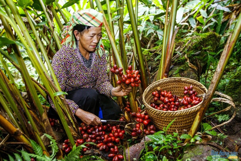 Nông dân thu hoạch thảo quả.