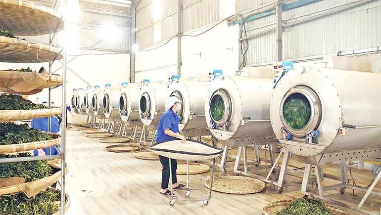 Xưởng sản xuất của nhà máy chế biến chè Bảo Yên.