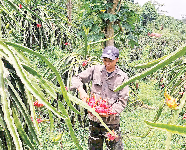 Cây thanh long mang lại thu nhập ổn định cho người dân huyện Bảo Yên (tỉnh Lào Cai).