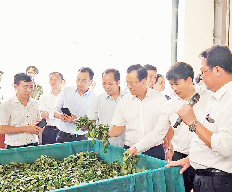 Lãnh đạo tỉnh Lào Cai kiểm tra sản phẩm của nhà máy chế biến chè ở Bảo Yên.