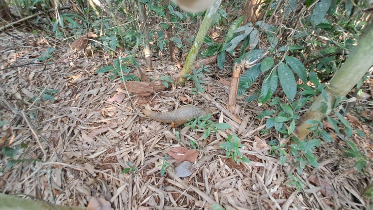 Cá thể tê tê được thả về môi trường tự nhiên. Cá thể tê tê được thả về môi trường tự nhiên.