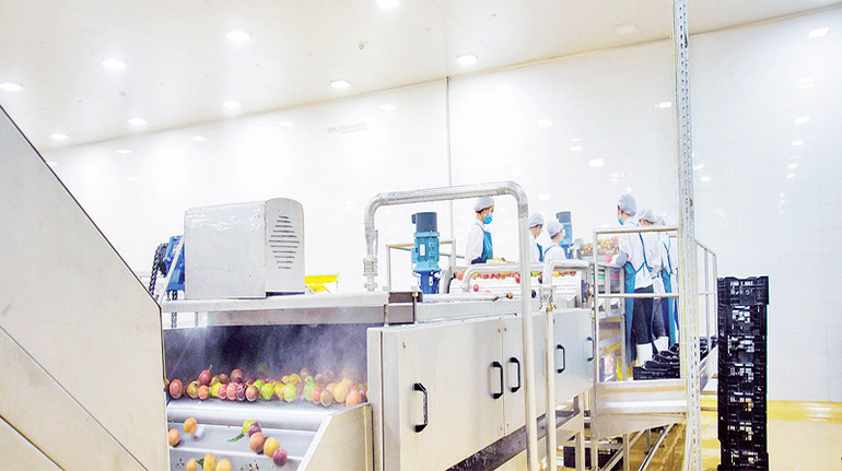 Dây chuyền chế biến hoa quả của DOVECO. Dây chuyền chế biến hoa quả của DOVECO.