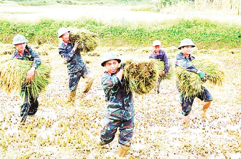 Cán bộ, chiến sĩ Đoàn Kinh tế-Quốc phòng 92 (Thừa Thiên Huế) giúp nhân dân xã A Roàng, huyện A Lưới gặt lúa chạy lũ. (Ảnh QĐ)