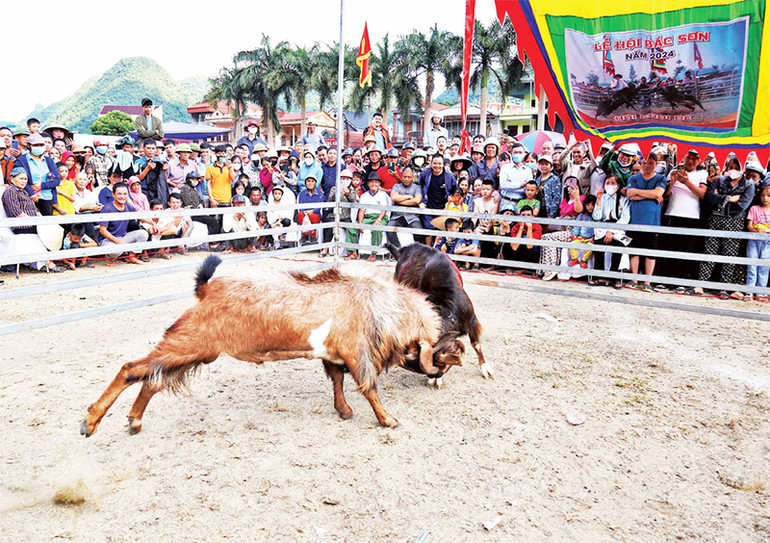 Người dân, du khách xem hội thi chọi dê.