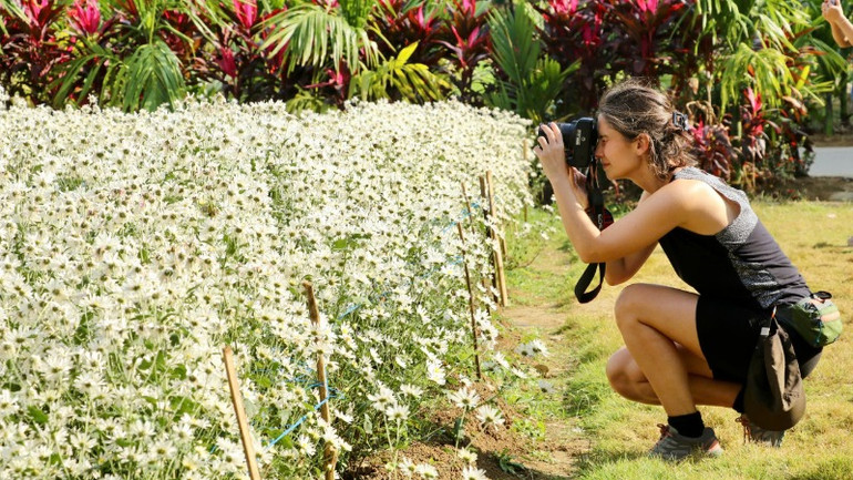 Những cánh đồng cúc họa mi bung nở rực rỡ trở thành điểm đến lý tưởng của du khách quốc tế.