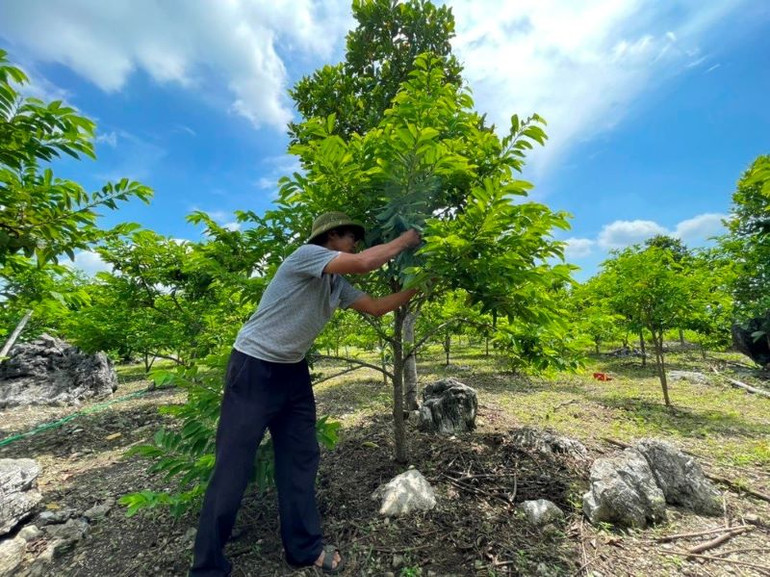 Mô hình trồng na đang mang lại thu nhập cao cho nông dân xã Phú Long.