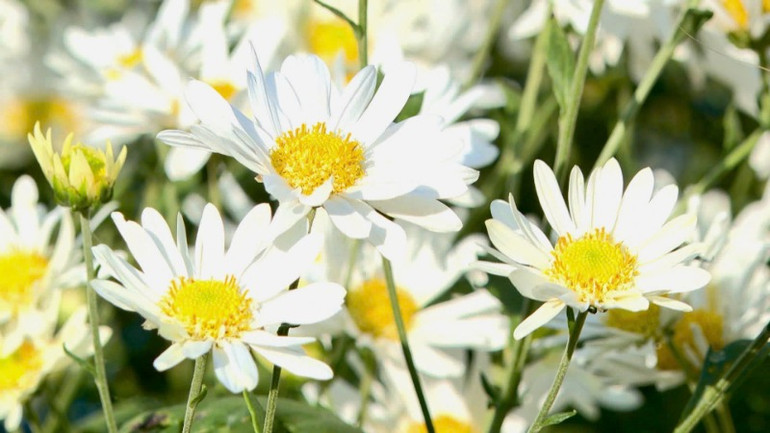 Cúc họa mi mang một vẻ đẹp dịu dàng, tinh khôi nhưng thật cuốn hút.