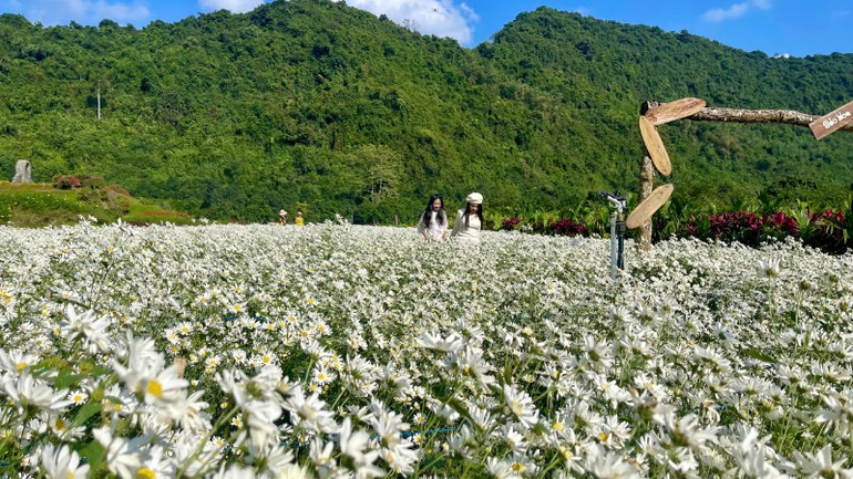 Loài hoa này nở rộ từ tháng 11 đến tháng 12, khi không khí se lạnh của mùa đông tràn về, tạo nên một không gian trong lành.