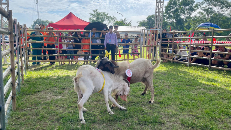 Theo Ban Tổ chức, sau Hội chọi, tất cả các đấu sĩ dê đều được đưa về tiếp tục nuôi dưỡng, chăm sóc, huấn luyện và nhân giống để tạo ra những đàn dê khỏe mạnh, nhanh lớn có chất lượng tốt.