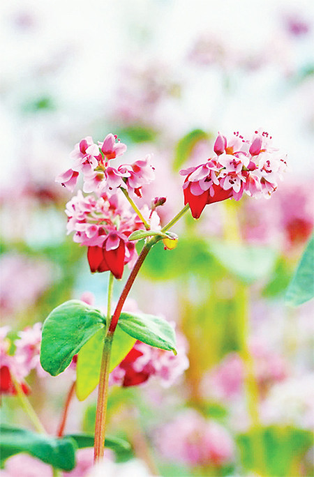 Cánh hoa mong manh, thuần khiết tạo khung cảnh nên thơ, hùng vĩ.