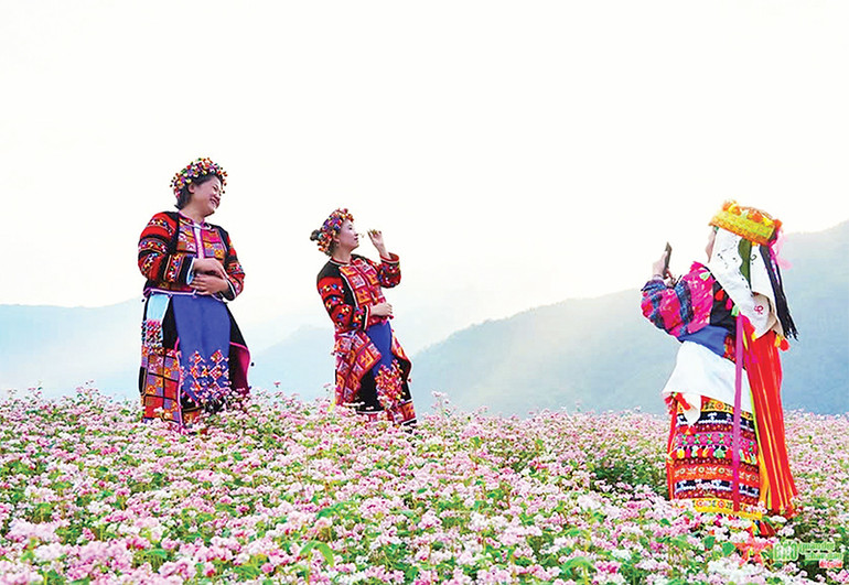 Lên cao nguyên đá Đồng Văn, du khách hòa mình vào các cánh đồng hoa tam giác mạch.