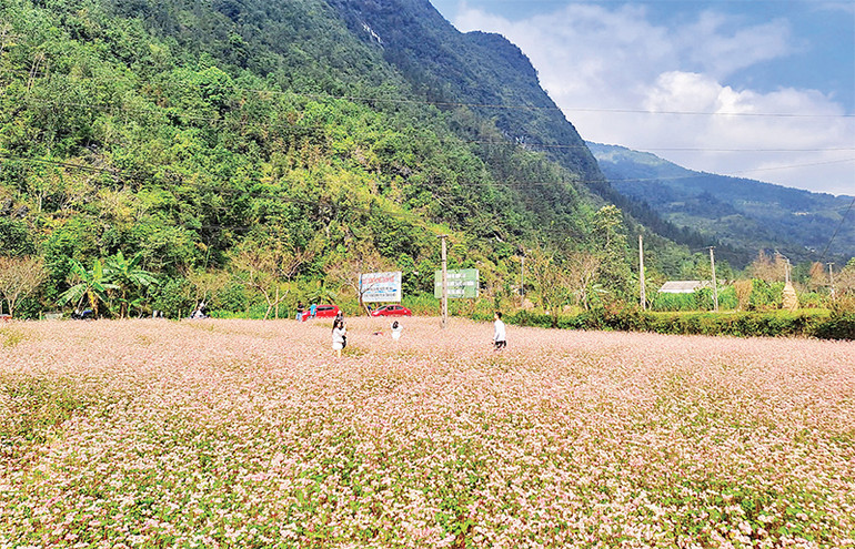 Hằng năm, các địa phương hỗ trợ giống cho người dân trồng cây tam giác mạch phục vụ khách du lịch.
