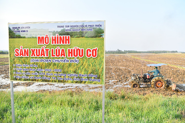 Mô hình sản xuất lúa hữu cơ, sản phẩm nông nghiệp sạch mang thương hiệu Bạch Đằng của Hợp tác xã Dịch vụ nông nghiệp Bạch Đằng. (Ảnh THỦY NGUYÊN)