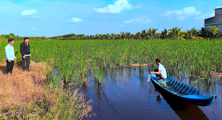 Nông dân vùng quê Khánh An (huyện U Minh, tỉnh Cà Mau) trồng bồn bồn kết hợp nuôi cá đồng. Nông dân vùng quê Khánh An (huyện U Minh, tỉnh Cà Mau) trồng bồn bồn kết hợp nuôi cá đồng.