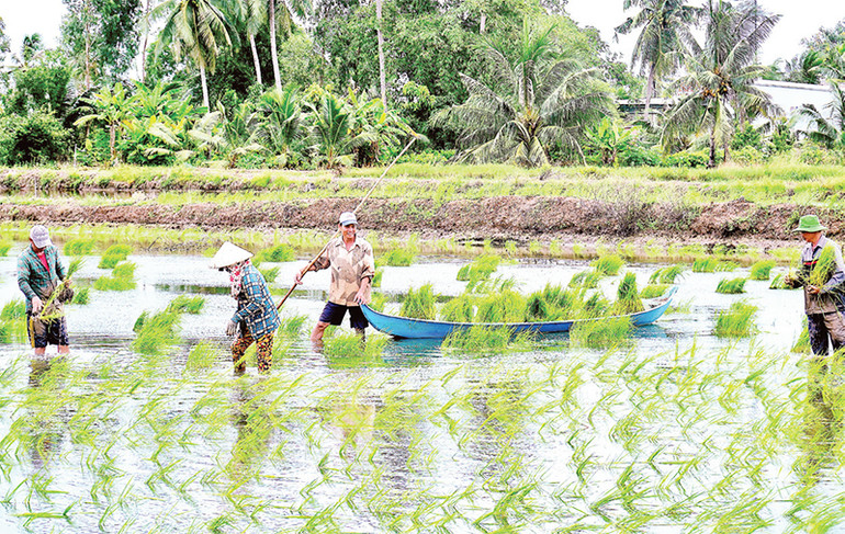 Phương pháp ném mạ ở vùng lúa-tôm nhanh, gọn hơn cấy mạ kiểu truyền thống, năng suất tăng thêm khoảng 1 tấn/ha.