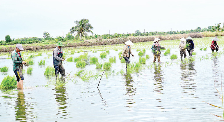 Phương pháp ném mạ ở vùng lúa-tôm nhanh, gọn hơn cấy mạ kiểu truyền thống, năng suất tăng thêm khoảng 1 tấn/ha.