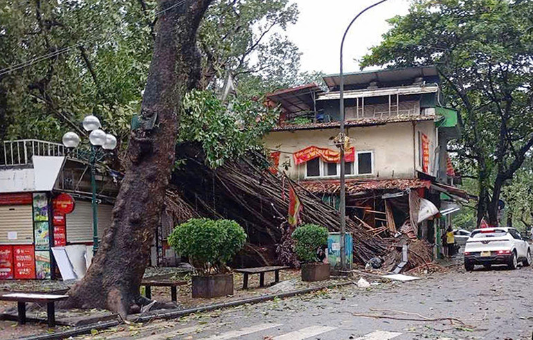 Cây đa cổ thụ sau đền Bà Kiệu (Hà Nội) bị bật gốc. (Ảnh BÁO GIAO THÔNG)