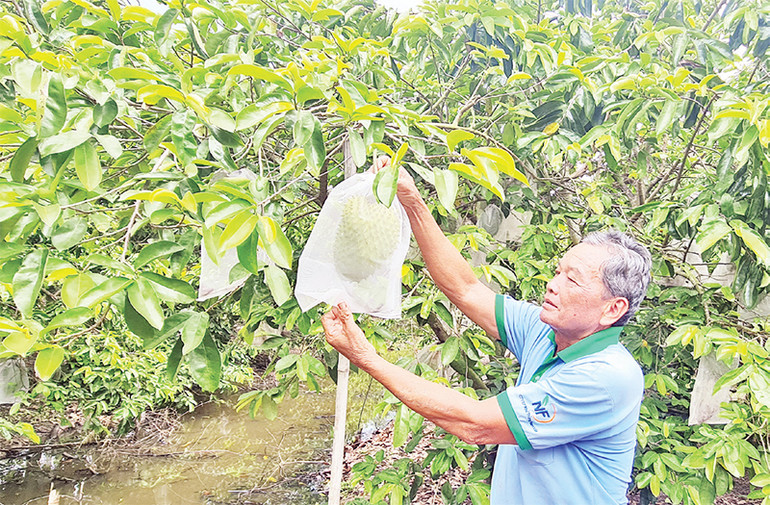 Mãng cầu xiêm được nông dân vùng đất phèn mặn ở Hậu Giang chọn để chuyển đổi cây trồng. Mãng cầu xiêm được nông dân vùng đất phèn mặn ở Hậu Giang chọn để chuyển đổi cây trồng.
