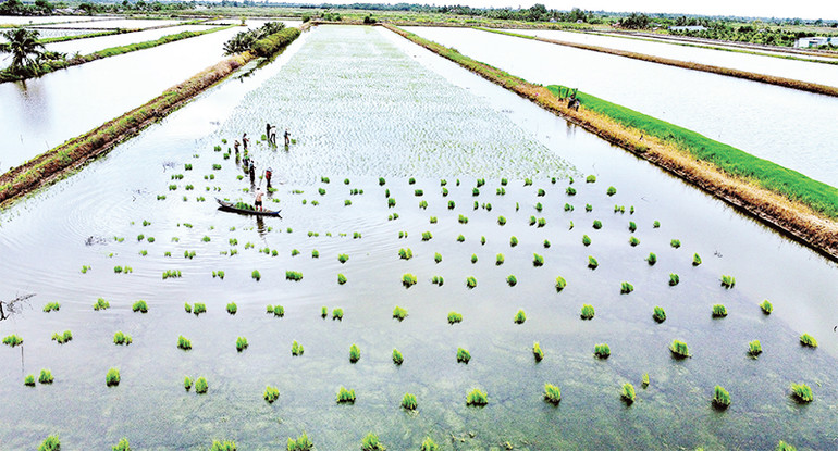 Vùng chuyên canh lúa-tôm tỉnh Cà Mau khoảng 40.000 ha thì khoảng 50% thực hiện phương pháp ném mạ trong mùa vụ gieo trồng.