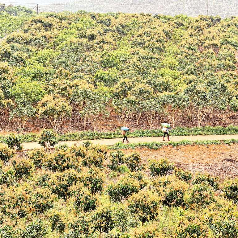 Hoa xoài bung nở trên vùng đồi của xã Hát Lót, huyện Mai Sơn.