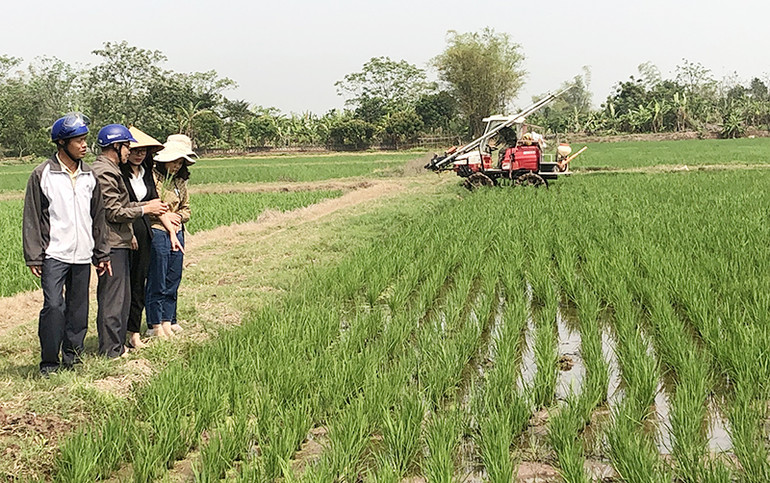 Lãnh đạo Hợp tác xã Dịch vụ nông nghiệp Quỳnh Thọ, xã Quỳnh Thọ, huyện Quỳnh Phụ tham quan ruộng lúa sản xuất theo quy mô lớn.