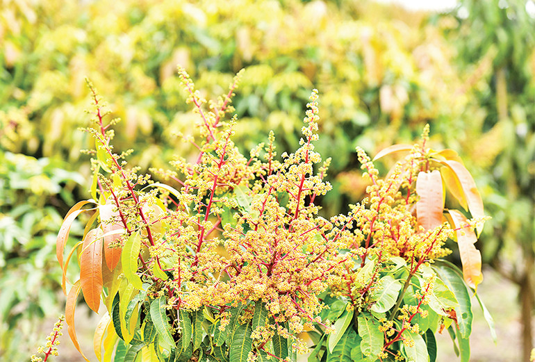 Thời tiết vừa qua tương đối thuận lợi cho quá trình thụ phấn hoa của xoài.