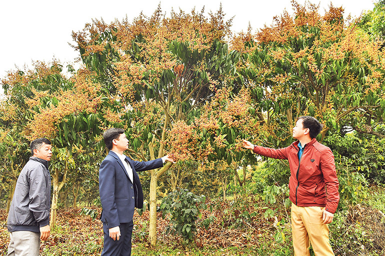 Cán bộ Chi cục Trồng trọt và Bảo vệ thực vật tỉnh Sơn La và kỹ sư Phòng Nông nghiệp và Phát triển nông thôn huyện Mai Sơn kiểm tra mức độ thụ phấn của vùng chuyên canh cây xoài huyện Mai Sơn.