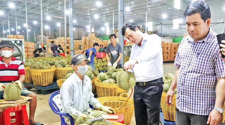 Quảng bá, giới thiệu đặc sản sầu riêng huyện Krông Pắc ra thị trường trong và ngoài nước.