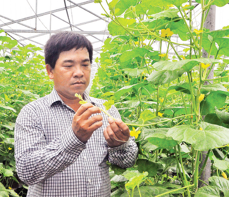 Sản xuất nông nghiệp công nghệ cao ở tỉnh Tiền Giang.