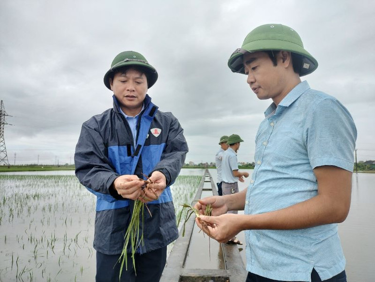 Lãnh đạo Sở Nông nghiệp và Phát triển nông thôn Ninh Bình kiểm tra sức khỏe lúa bị ngập nước. (Ảnh: Văn Lúa) Những cánh đồng “không dấu chân” trên quê hương Yên Khánh 04/06/2024