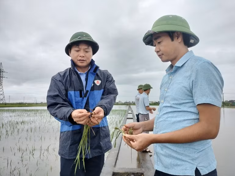 Lãnh đạo Sở Nông nghiệp và Phát triển nông thôn Ninh Bình kiểm tra sức khỏe lúa bị ngập nước. (Ảnh: Văn Lúa) Những cánh đồng “không dấu chân” trên quê hương Yên Khánh 04/06/2024 Lãnh đạo Sở Nông nghiệp và Phát triển nông thôn Ninh Bình kiểm tra sức khỏe lúa bị ngập nước. (Ảnh: Văn Lúa) Những cánh đồng “không dấu chân” trên quê hương Yên Khánh 04/06/2024