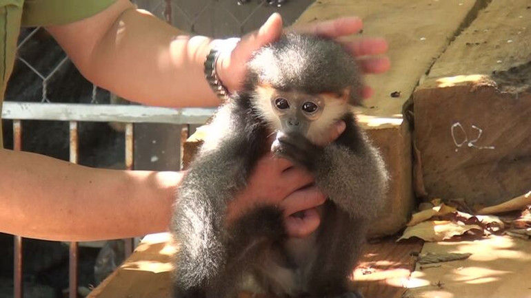Trung tâm Cứu hộ linh trưởng Cúc Phương, tiếp nhận voọc chà vá chân xám để nuôi dưỡng và bảo tồn.
