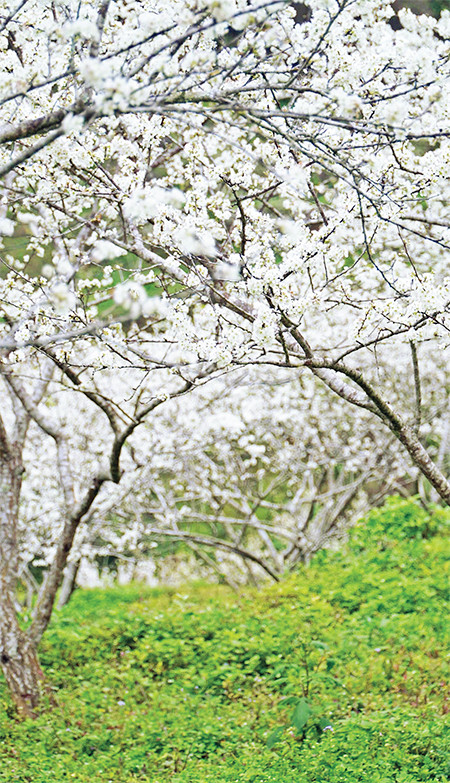 Những vườn mận trắng muốt.