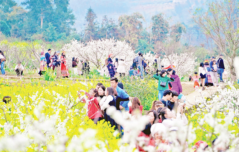 Du khách đổ về Tả Van Chư thưởng ngoạn cảnh đẹp.