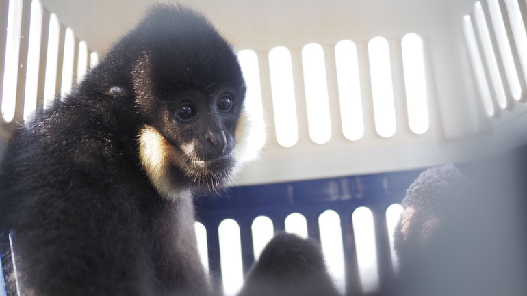 Vượn đen má hung là loại động vật rừng bị nghiêm cấm khai thác, săn bắt và thương mại với mọi hình thức.