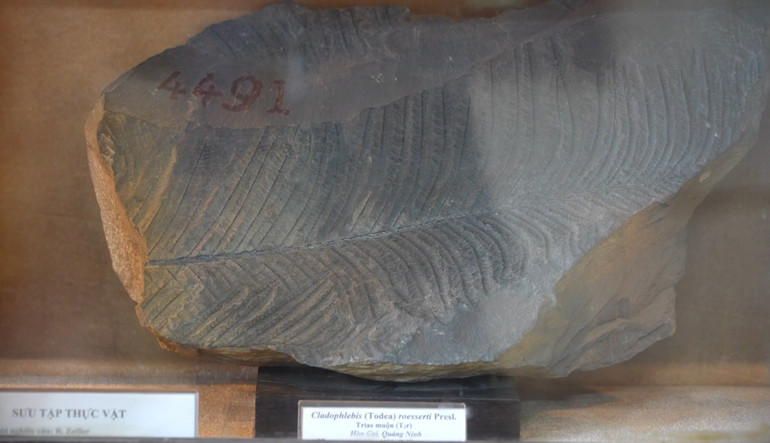 Hóa thạch lá cây do một nhà sưu tập người Pháp tìm thấy ở Hòn Gai, Quảng Ninh.
