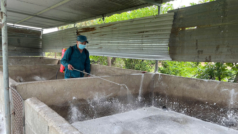 Cán bộ thú y xã Nhơn Sơn, huyện Ninh Sơn tổ chức tiêu độc khử trùng các chuồng có nuôi lợn bị dịch tả lợn châu Phi gây hại trong những ngày vừa qua. (Ảnh: NGUYỄN TRUNG)