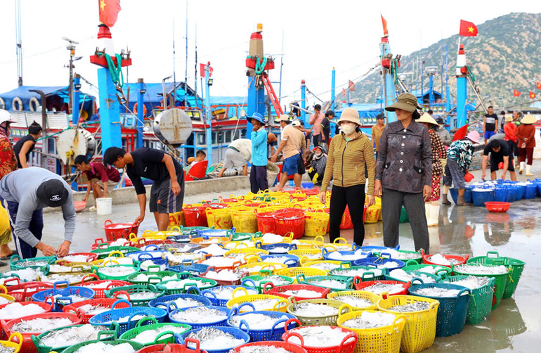 Với lợi thế về ngư trường, nguồn lợi hải sản dồi dào, ngư dân huyện Thuận Nam khai thác hàng nghìn tấn hải sản/năm, tăng cao thu nhập, đời sống ngày càng cải thiện. (Ảnh:NGUYỄN TRUNG)