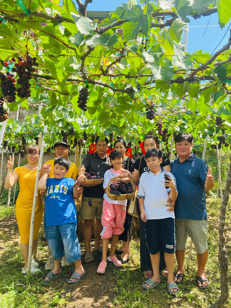 Du khách trải nghiệm tại các vườn nho ở Ninh Thuận và hào hứng với việc tự mình chọn và cắt những chùm nho chín mọng để thưởng thức khi đến đây trong dịp Lễ Quốc khánh 2/9. Du khách trải nghiệm tại các vườn nho ở Ninh Thuận và hào hứng với việc tự mình chọn và cắt những chùm nho chín mọng để thưởng thức khi đến đây trong dịp Lễ Quốc khánh 2/9.