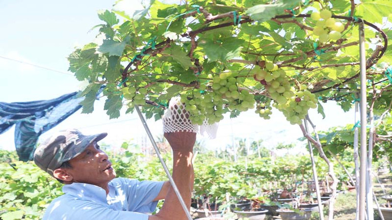 Các “nghệ nhân chân đất” chọn những cây nho có thân, cành, lá khỏe để uốn thân, cành,… tạo ra những kiểu dáng độc, lạ và chăm sóc cho cây nho đơm hoa, kết quả để giao cho khách hàng vui xuân.