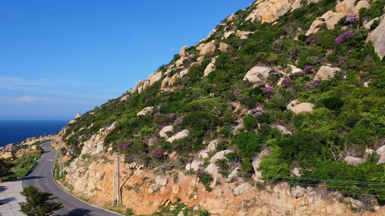 Vùng rừng, núi dọc theo cung đường ven biển Mũi Dinh-Cà Ná, thuộc địa phận 2 xã Phước Dinh và Phước Diêm, huyện Thuận Nam, tỉnh Ninh Thuận đang nở rộ sắc tím của hoa cây bằng lăng rừng. (Ảnh: NGUYỄN TRUNG)