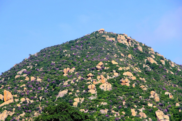 Vùng rừng, núi thuộc huyện Thuận Nam, tỉnh Ninh Thuận đều nở rộ hoa bằng lăng rừng. (Ảnh: NGUYỄN TRUNG)