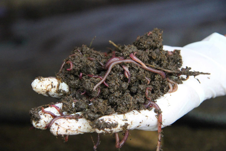 Anh Lê Minh Vương ở thôn Tân Sơn 1, xã Thành Hải, thành phố Phan Rang - Tháp Chàm (Ninh Thuận) dùng các chất thải và phế, phụ phẩm làm nguyên liệu đầu vào cho trùn quế xử lý trở thành phân bón tự nhiên rất giàu dinh dưỡng trong sản xuất nông nghiệp, đặc biệt là nông nghiệp sạch, nông nghiệp công nghệ cao tại mô hình vườn, ao, chuồng rộng 4.000m2 của anh. (Ảnh: NGUYỄN TRUNG)