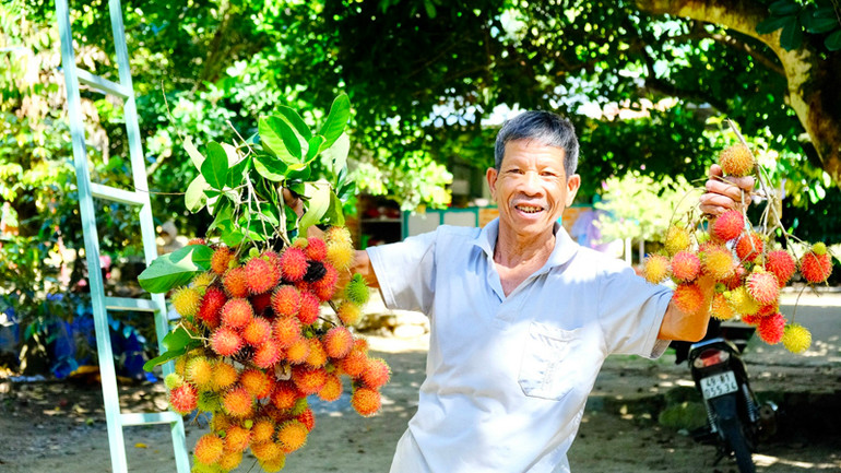 Anh Nguyễn Ngọc Thanh, chủ vườn trái cây Xuân Hùng ở xã Lâm Sơn, huyện Ninh Sơn, tỉnh Ninh Thuận giới thiệu các chùm quả chôm chôm chín đỏ tại vườn trồng chuẩn bị phục vụ du khách. Ảnh: NGUYỄN TRUNG