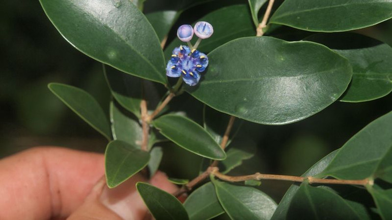 Loài thực vật Sầm cuống dài. (Ảnh: Do Vườn Quốc gia Núi Chúa cung cấp) Loài thực vật Sầm cuống dài. (Ảnh: Do Vườn Quốc gia Núi Chúa cung cấp)