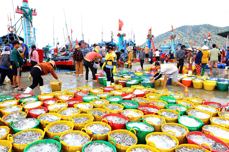 Ngư dân Ninh Thuận khai thác vụ cá nam năm 2024 và được Ban Quản lý khai thác các cảng cấp 131 giấy xác nhận nguồn gốc nguyên liệu thủy sản khai thác đạt hơn 1.464 tấn. (Ảnh: NGUYỄN TRUNG)