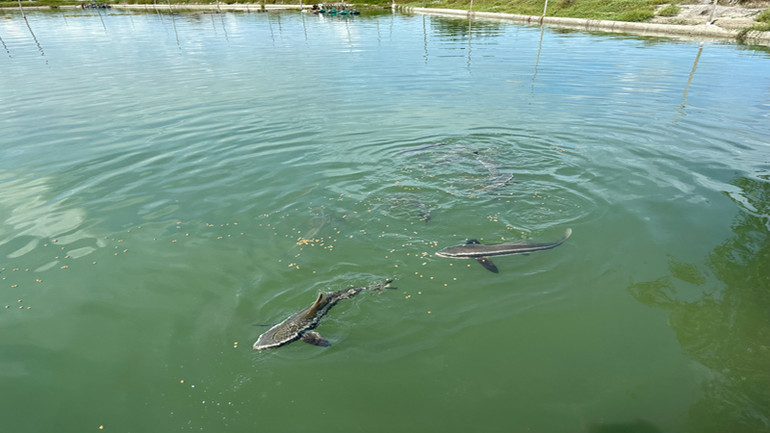 Đàn cá bớp được thả nuôi vào đầu năm 2023 nay đã 10 tháng tuổi, bình quân đạt trọng lượng 5kg/con, hứa hẹn đem lại thu nhập cao khi ông Nguyễn Đức Minh xuất bán vào cuối năm nay. Đàn cá bớp được thả nuôi vào đầu năm 2023 nay đã 10 tháng tuổi, bình quân đạt trọng lượng 5kg/con, hứa hẹn đem lại thu nhập cao khi ông Nguyễn Đức Minh xuất bán vào cuối năm nay.