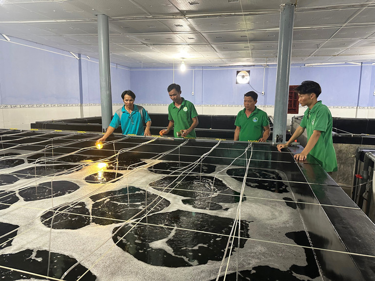 Trại ương dưỡng, sản xuất tôm giống thẻ chân trắng tại Ninh Thuận luôn được kiểm tra chất lượng, bảo đảm cung ứng giống nuôi thương phẩm cho thị trường cả nước.